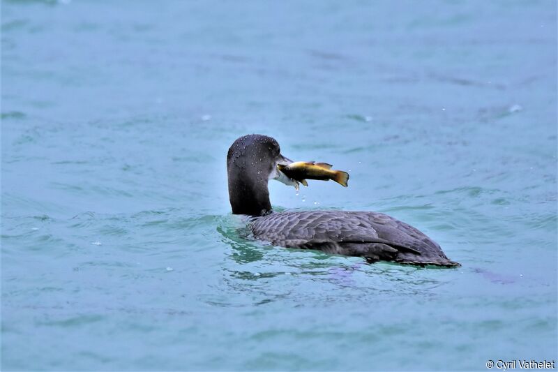 Common LoonFirst year, identification, aspect, swimming, feeding habits, fishing/hunting, eats