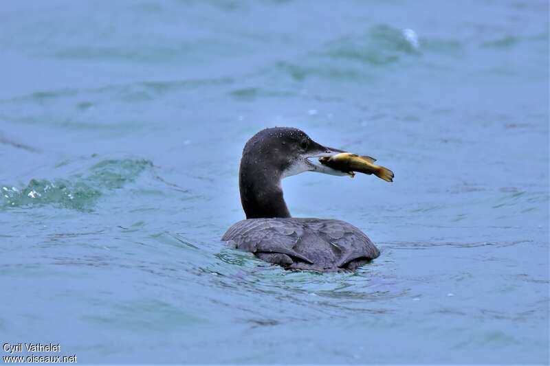 Common LoonFirst year, swimming, feeding habits, eats