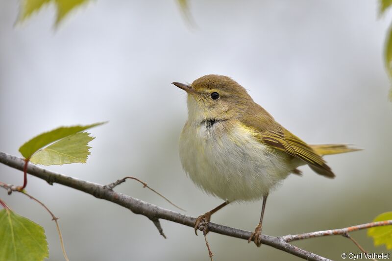 Pouillot de Bonelliadulte, identification, composition, pigmentation