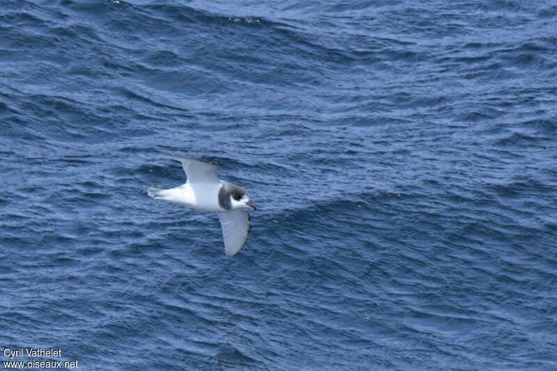 Blue Petrel, close-up portrait, Flight