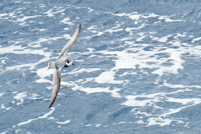 Blue Petrel, Flight