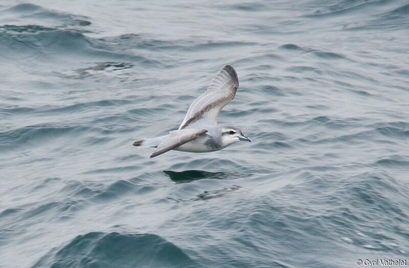 Antarctic Prionadult, identification, pigmentation, Flight