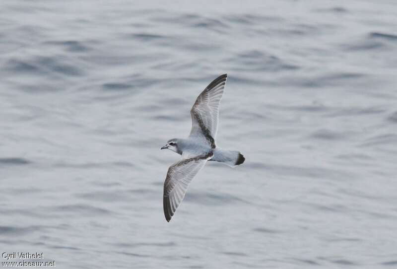 Antarctic Prionadult, identification