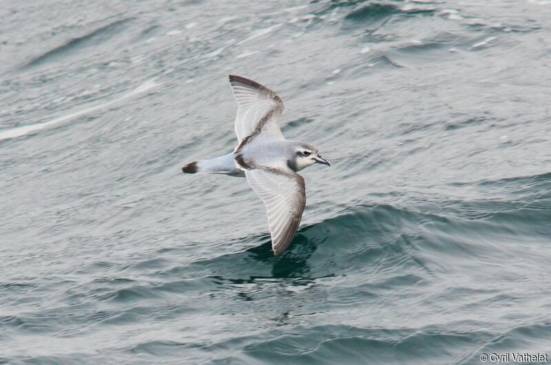 Antarctic Prionadult, identification, pigmentation, Flight