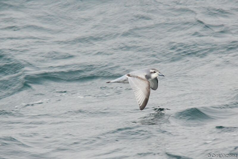 Antarctic Prionadult, identification, aspect, pigmentation, Flight