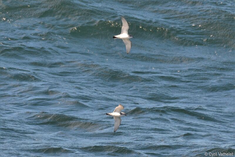 Antarctic Prionadult, aspect, Flight