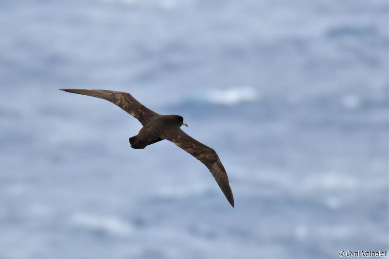 White-chinned Petrel