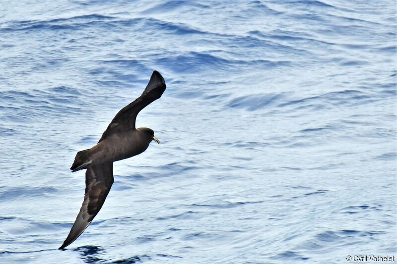 Puffin à menton blanc