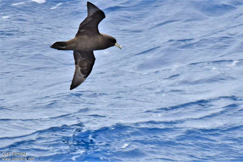 White-chinned Petreladult, pigmentation, Flight