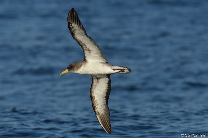 Cory's Shearwater