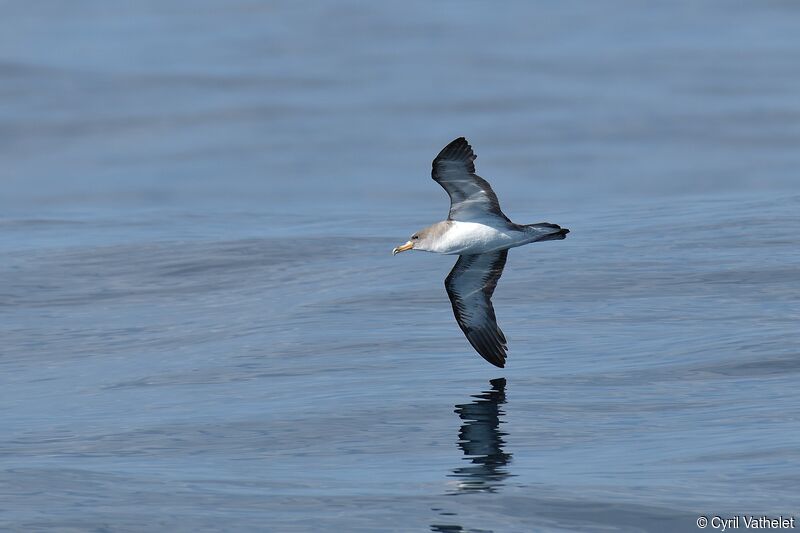 Cory's Shearwater, aspect, pigmentation, Flight