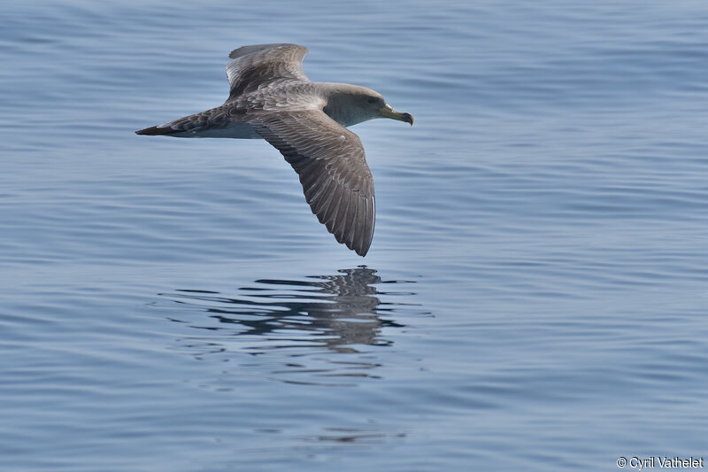 Puffin de Scopoliadulte, composition, pigmentation, Vol