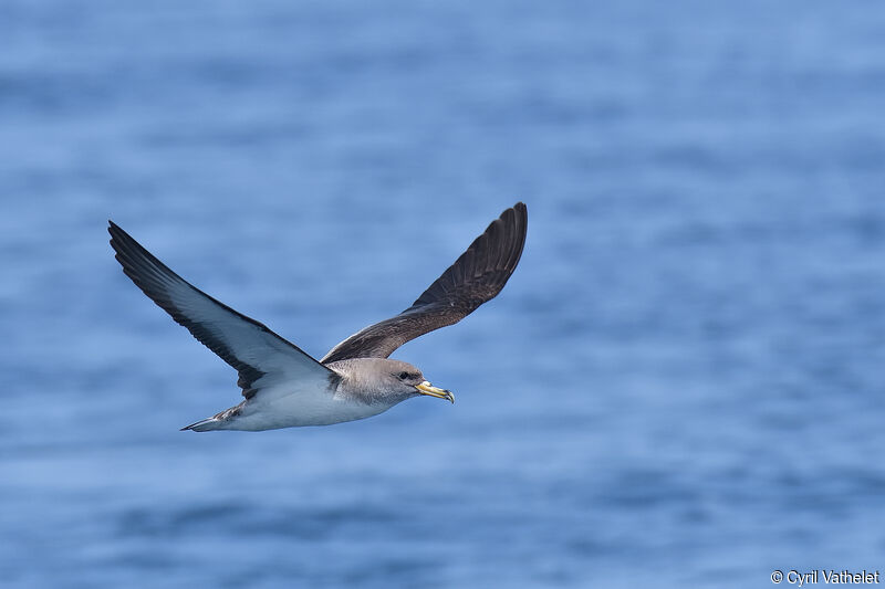 Puffin de Scopoliadulte, composition, pigmentation, Vol