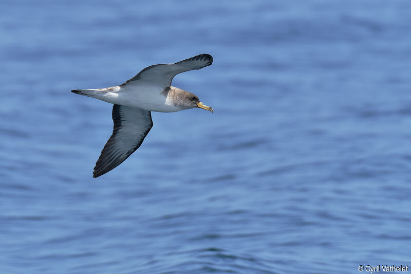 Puffin de Scopoliadulte, composition, pigmentation, Vol