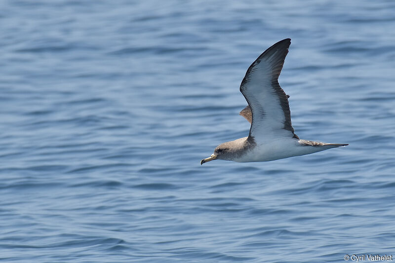 Scopoli's Shearwateradult, aspect, pigmentation, Flight