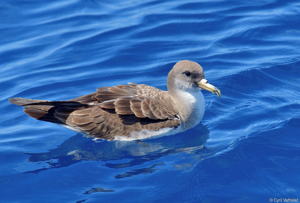 Scopoli's Shearwater