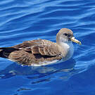 Puffin de Scopoli