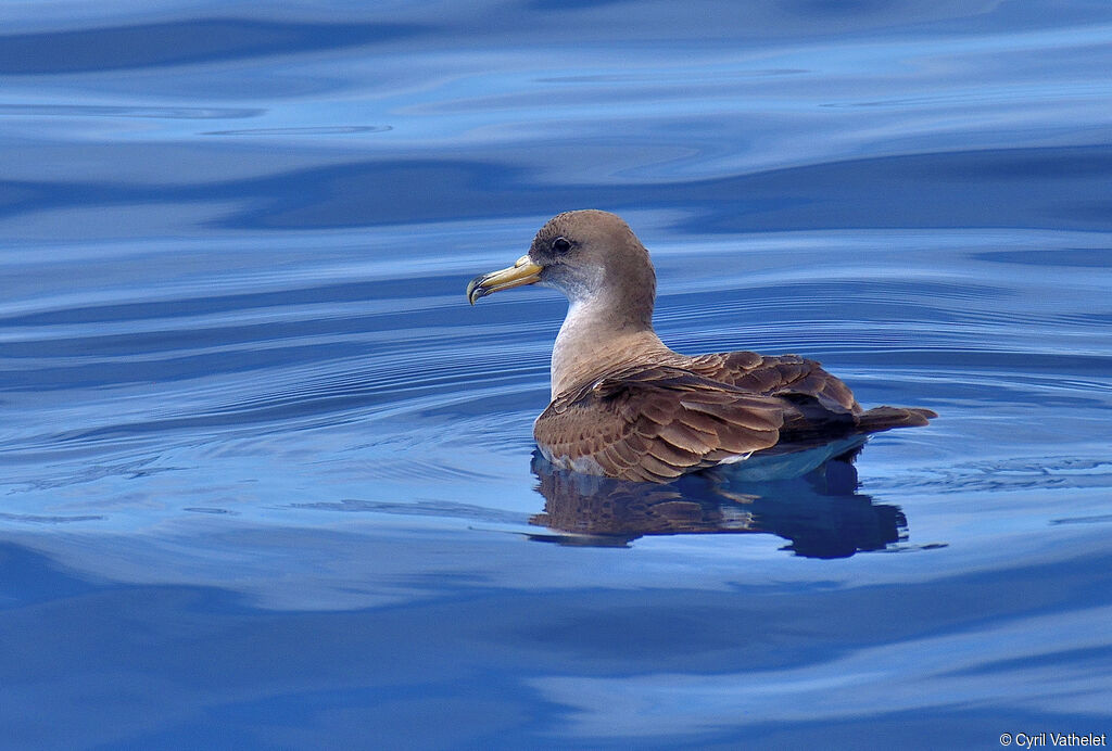 Scopoli's Shearwater