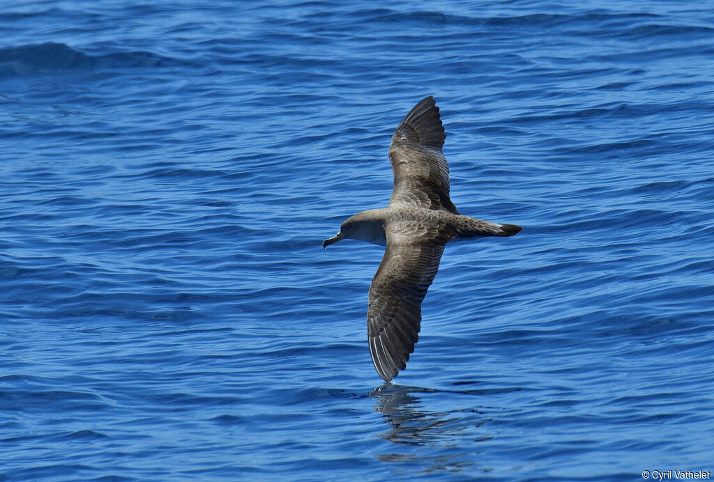 Scopoli's Shearwater