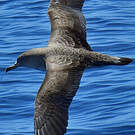 Puffin de Scopoli
