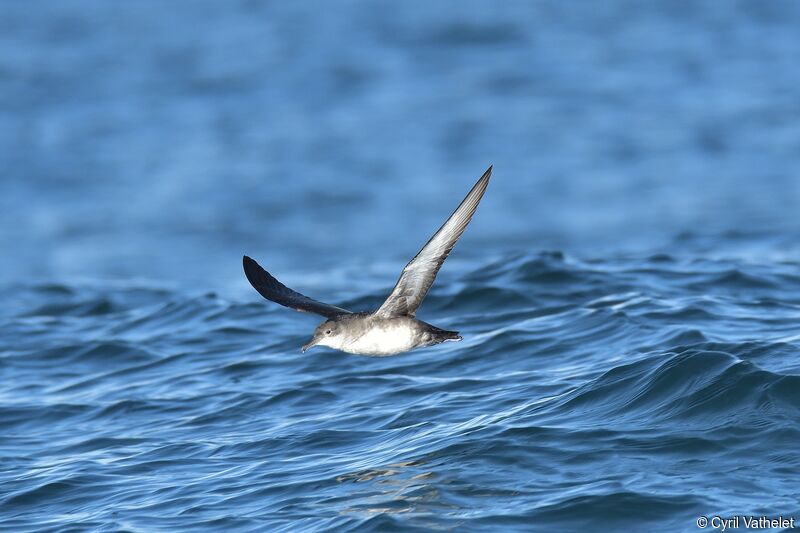 Balearic Shearwater, aspect, pigmentation, Flight