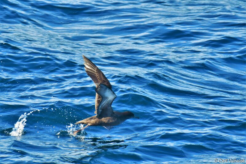 Sooty Shearwater, Flight