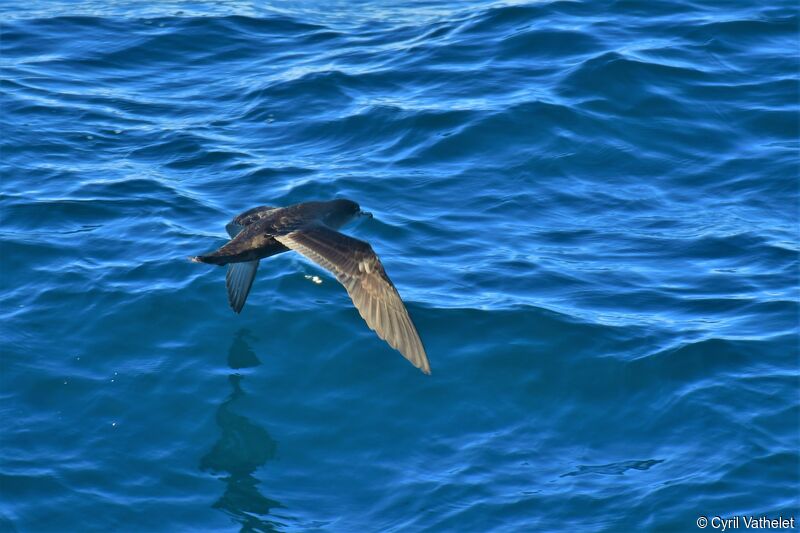 Sooty Shearwater, Flight