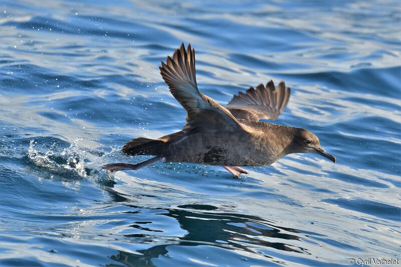 Sooty Shearwater, Flight