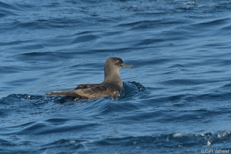 Puffin fuligineux