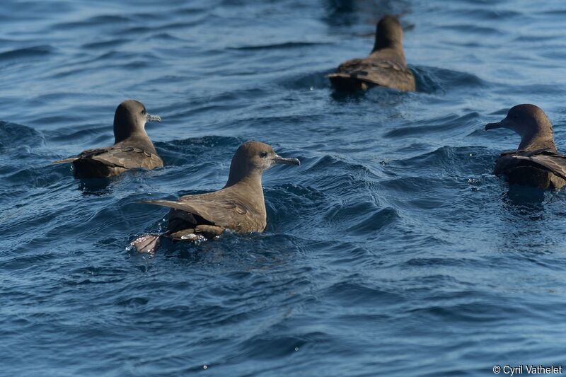 Sooty Shearwater, habitat, aspect, pigmentation, swimming