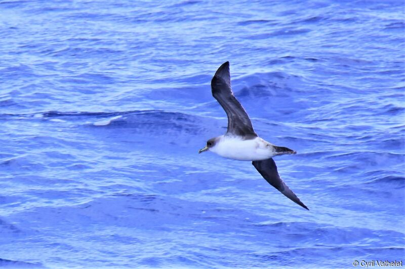 Grey Petrel, Flight