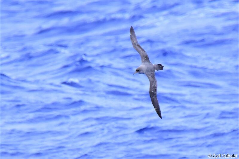 Grey Petrel, Flight