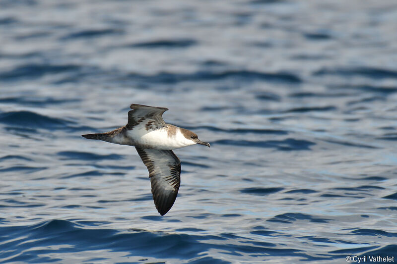 Great Shearwateradult, Flight