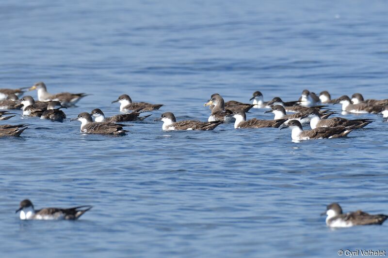 Great Shearwater, habitat, aspect, swimming