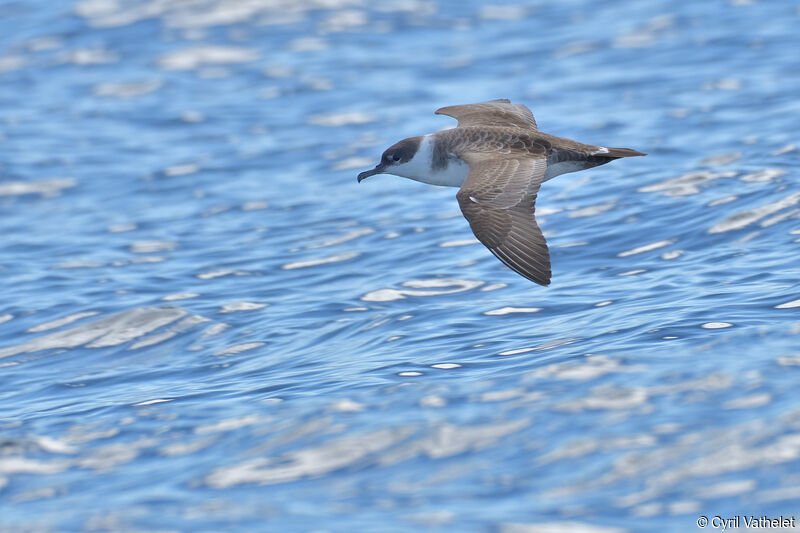 Great Shearwater, aspect, pigmentation, Flight