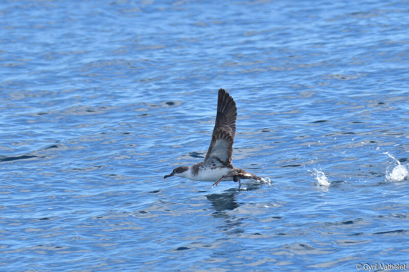 Great Shearwater, aspect, pigmentation, Flight, Behaviour