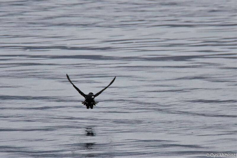 Magellanic Diving Petrel, Flight