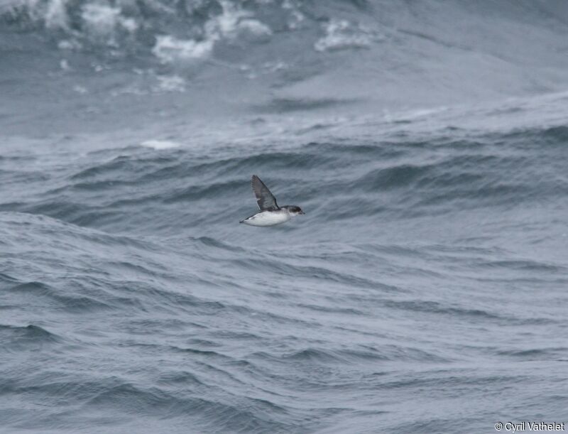 Common Diving Petreladult, Flight