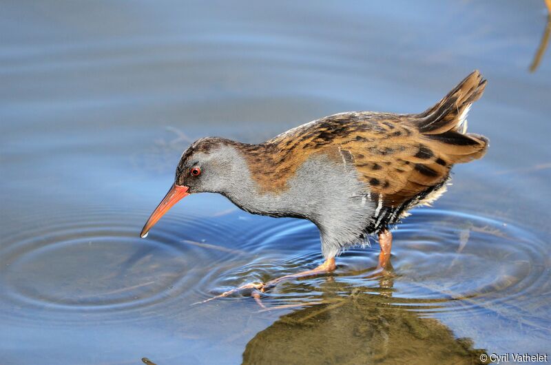 Water Railadult, identification, aspect, walking