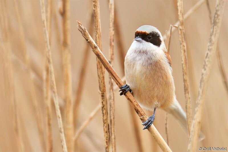 Rémiz penduline, identification, composition