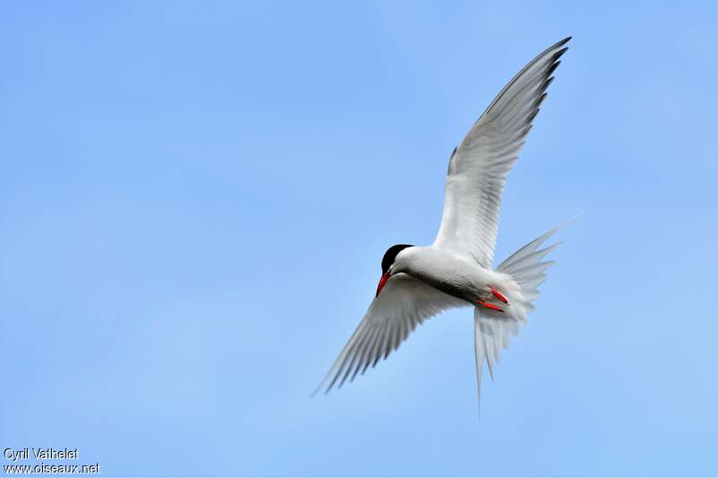 Antarctic Ternadult breeding, pigmentation, Flight