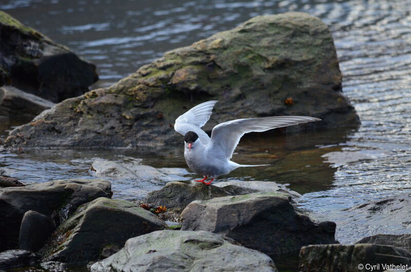 Sterne couronnéeadulte nuptial, identification, composition