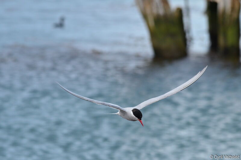 Antarctic Ternadult breeding, Flight