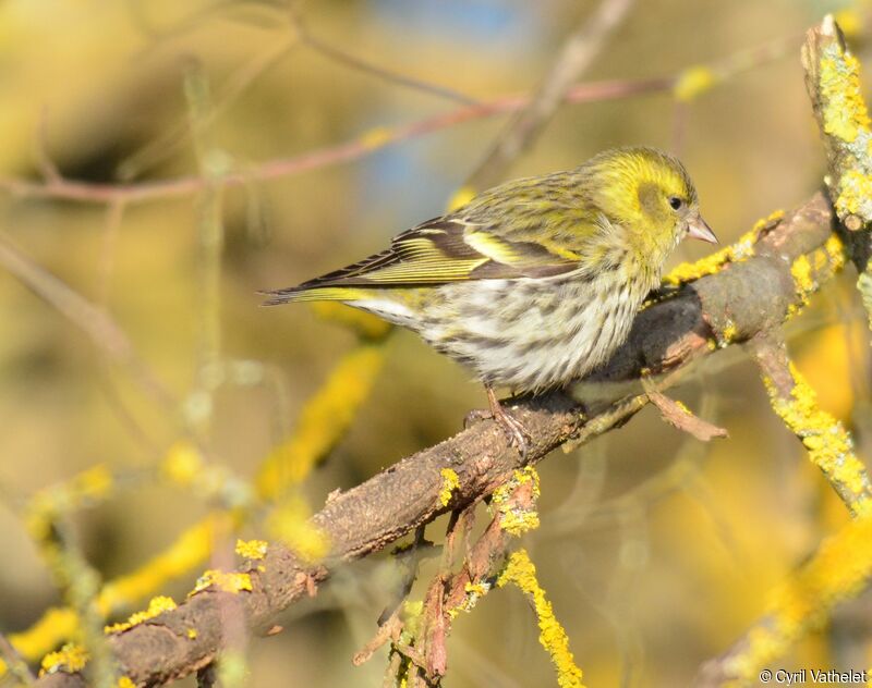 Eurasian Siskin female adult, identification, aspect