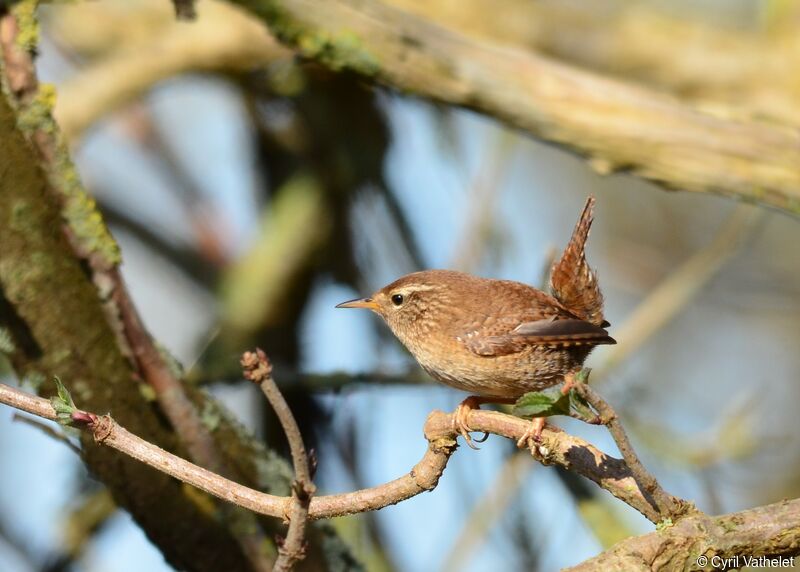 Eurasian Wrenadult, identification, aspect