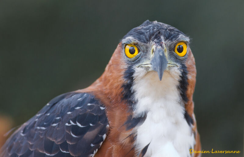 Ornate Hawk-Eagle