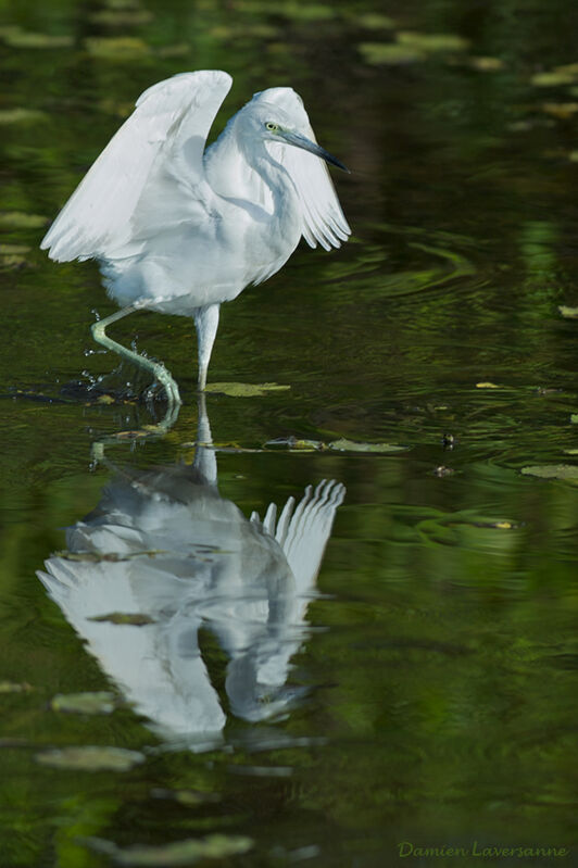 Little Blue Heronjuvenile