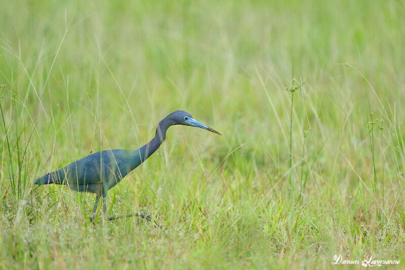 Little Blue Heron