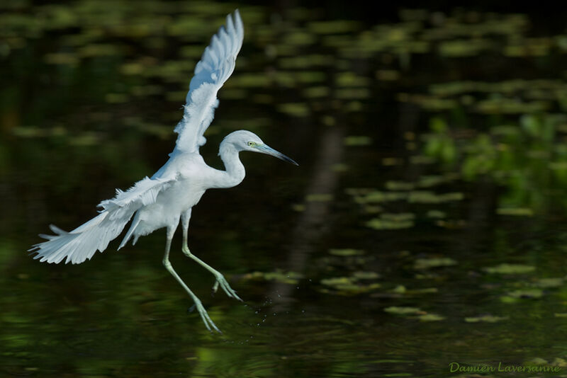 Aigrette bleuejuvénile