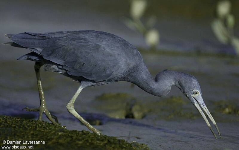 Aigrette bleue